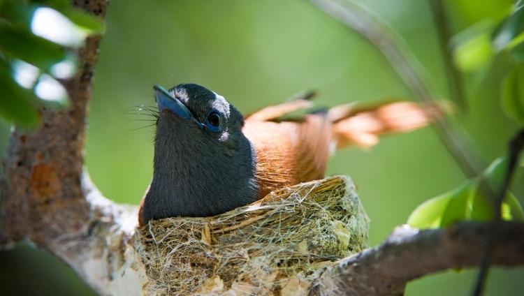 Ongava Lodge - Paradise Flycatcher